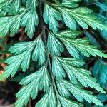 Asplenium aethiopicum Leaf