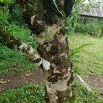 Ficus fistulosa Bark