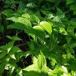 Diervilla lonicera عادت داشتن