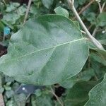 Juanulloa mexicana Hoja