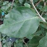 Juanulloa mexicana Leaf