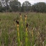 Equisetum laevigatum Fruto