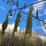 Betula pubescens Fuelha