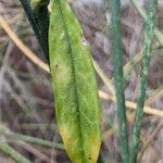 Spartium junceum Leaf