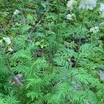 Polemonium foliosissimum Foglia