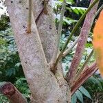Croton tiglium 樹皮