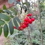 Sorbus aucupariaFruit