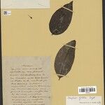 Strychnos glabra Hoja