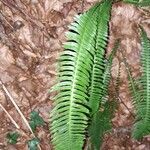 Blechnum spicant Hostoa