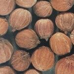 Coriandrum sativum Άλλα