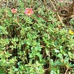 Portulaca oleraceaFlower