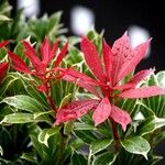 Pieris japonica Flower