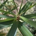 Cyperus alternifolius Leaf