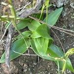 Habenaria tridactylites Leaf