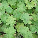 Geranium ibericum Frunză