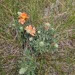Sphaeralcea coccinea Habit
