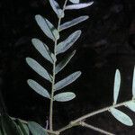 Machaerium quinata Leaf