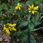 Rudbeckia laciniata Hábito