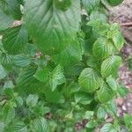 Mentha × piperita Fulla