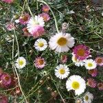 Erigeron karvinskianusKwiat