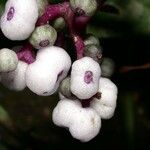 Psychotria microbotrys Fruto