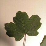 Acer opalus List