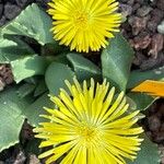 Faucaria tigrina പുഷ്പം