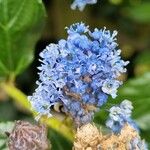 Ceanothus arboreus ফুল