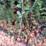 Berberis aggregata Bark