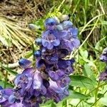 Penstemon speciosus Fiore