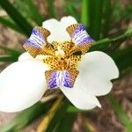 Neomarica gracilis Flower