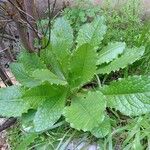 Lactuca virosa Foglia