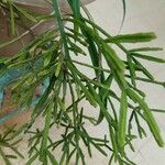 Rhipsalis micrantha Leaf