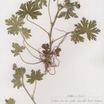 Geranium lanuginosum موطن