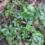 Potentilla reptans Hábito