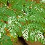 Moringa oleifera List