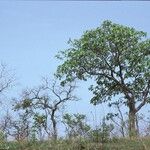 Ficus platyphylla Habit