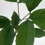 Aegle marmelos Hoja