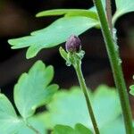 Aquilegia vulgaris Diğer