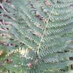 Dryopteris expansa Leaf