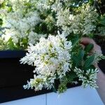 Ligustrum vulgareЦветок