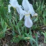 Iris albicans عادت داشتن