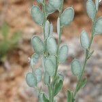 Fibigia clypeata Fruit