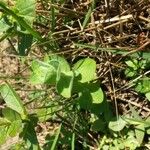 Hypericum elodes Feuille