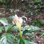 Rothmannia urcelliformis Flower