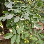 Juglans regia 整株植物