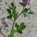Ononis diffusa Leaf