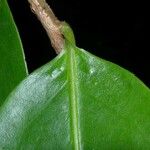 Marcgravia nepenthoides Leaf