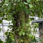 Ficus religiosa叶
