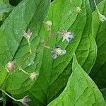 Omphalodes verna Flower